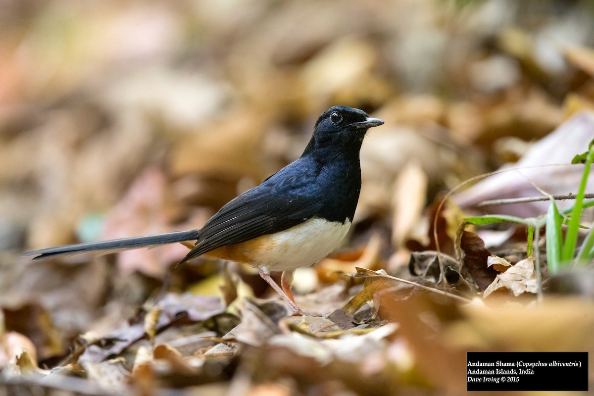 Andaman Shama - David Irving