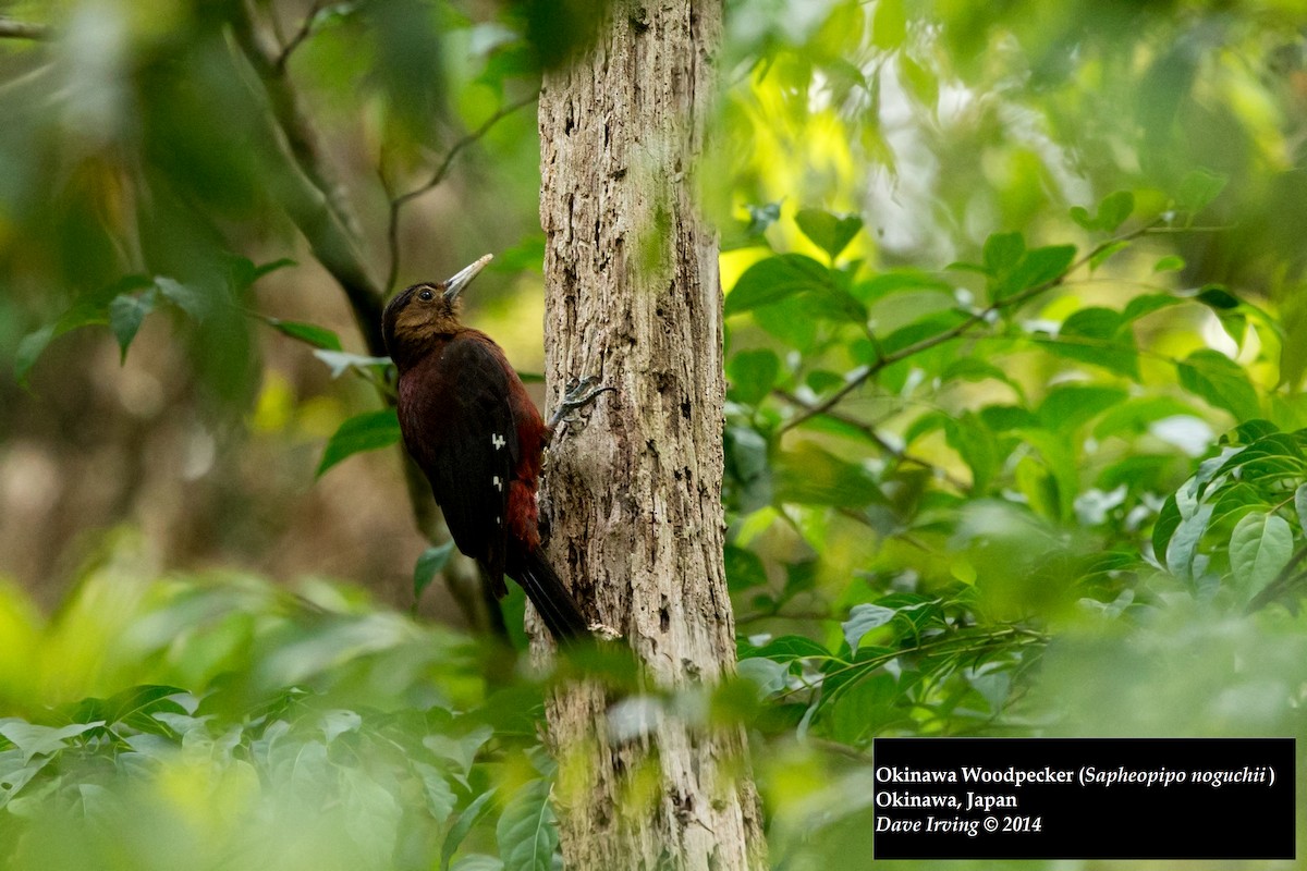 Okinawa Woodpecker - David Irving