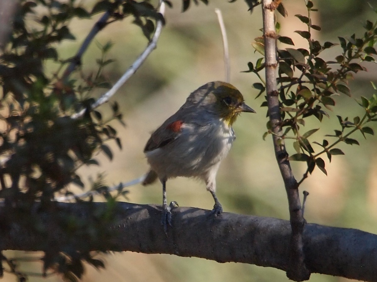 Pájaro Moscón Baloncito - ML129293151