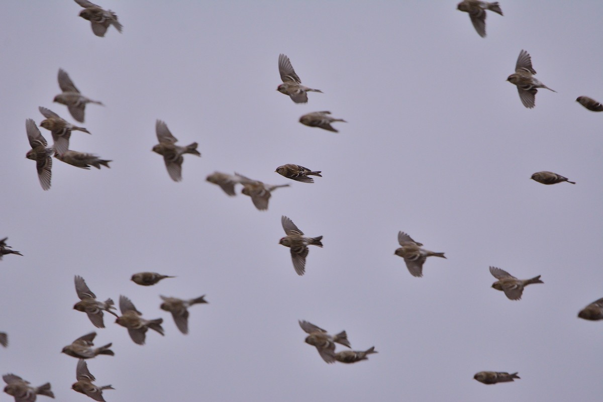 Common Redpoll - ML129293641