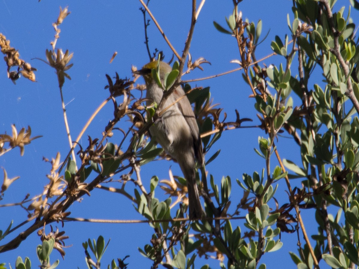 Pájaro Moscón Baloncito - ML129294151