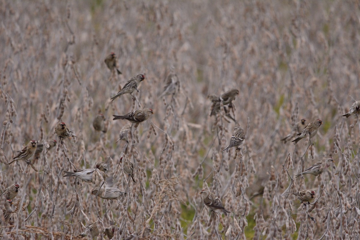 Common Redpoll - ML129294211