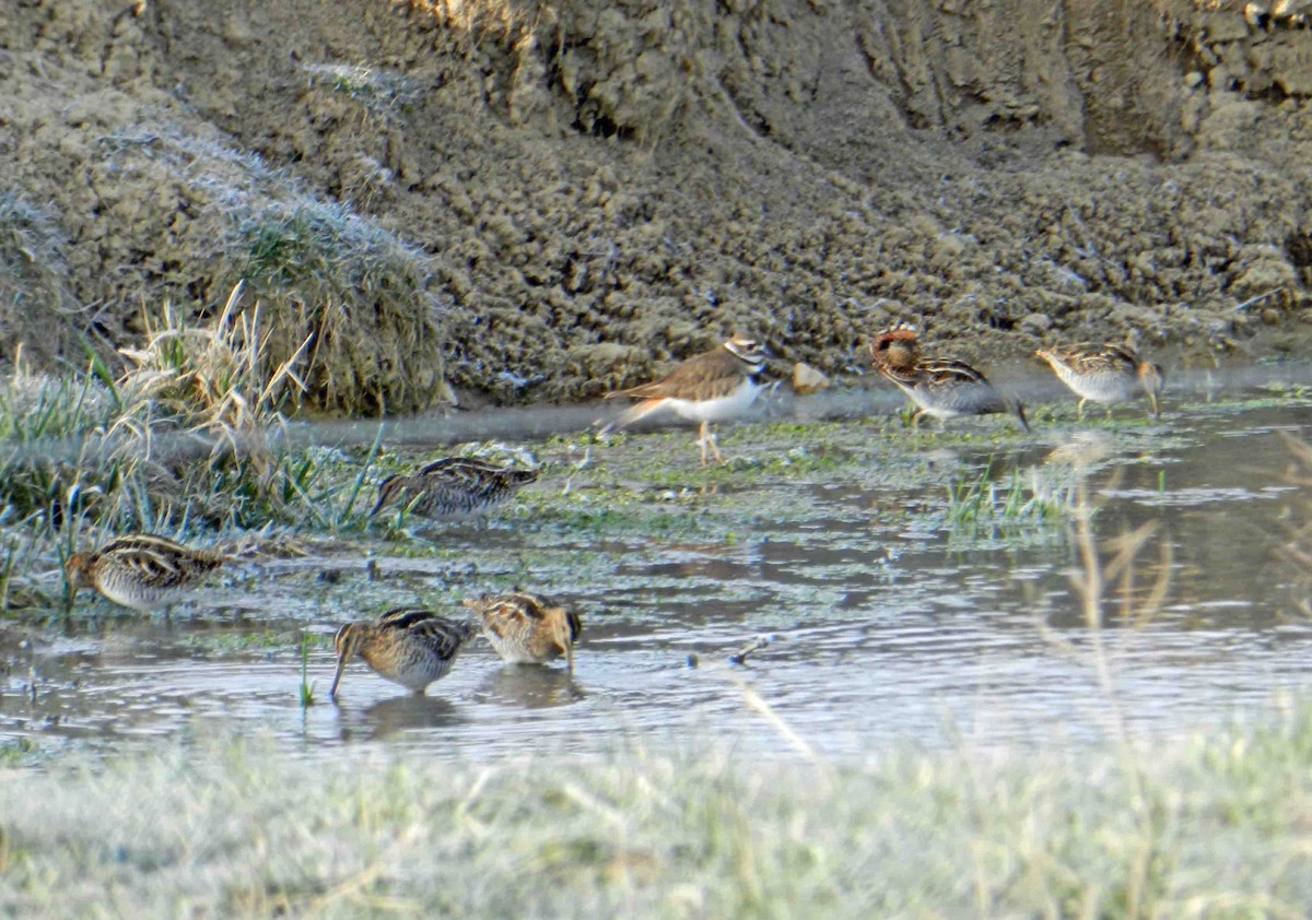 Wilson's Snipe - ML129294531