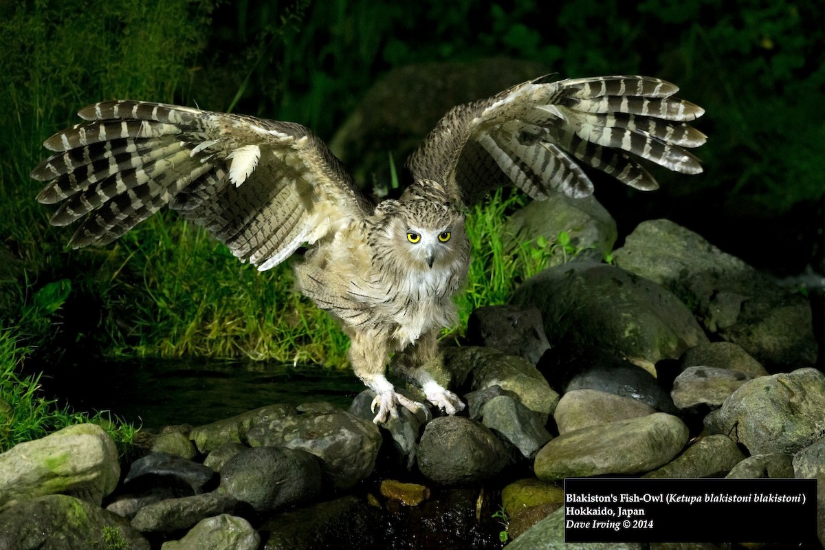 Blakiston's Fish-Owl - David Irving