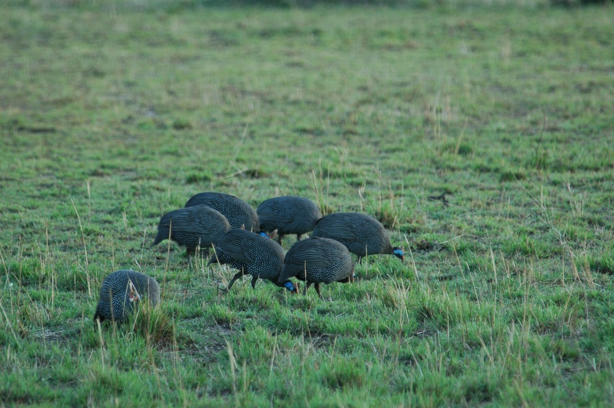 Helmeted Guineafowl - ML129295411