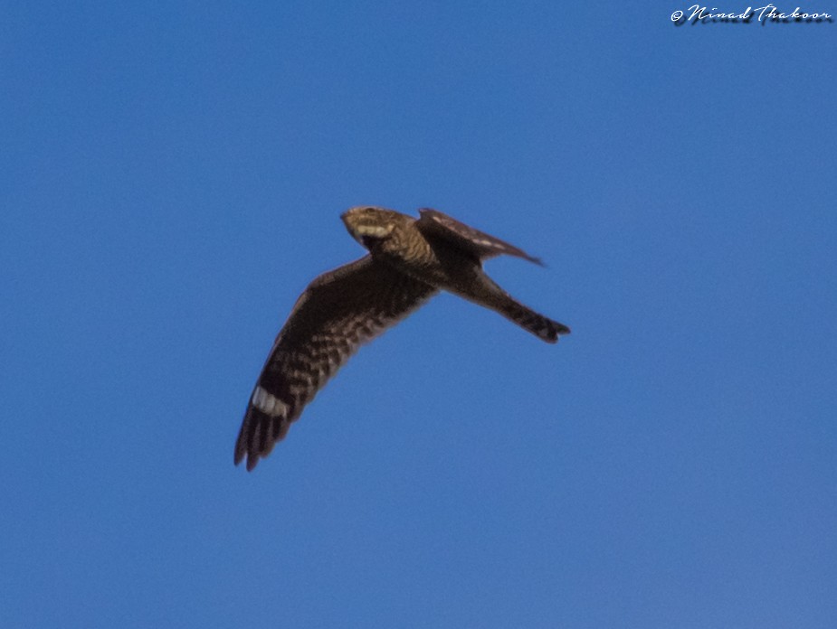 Lesser Nighthawk - ML129295601