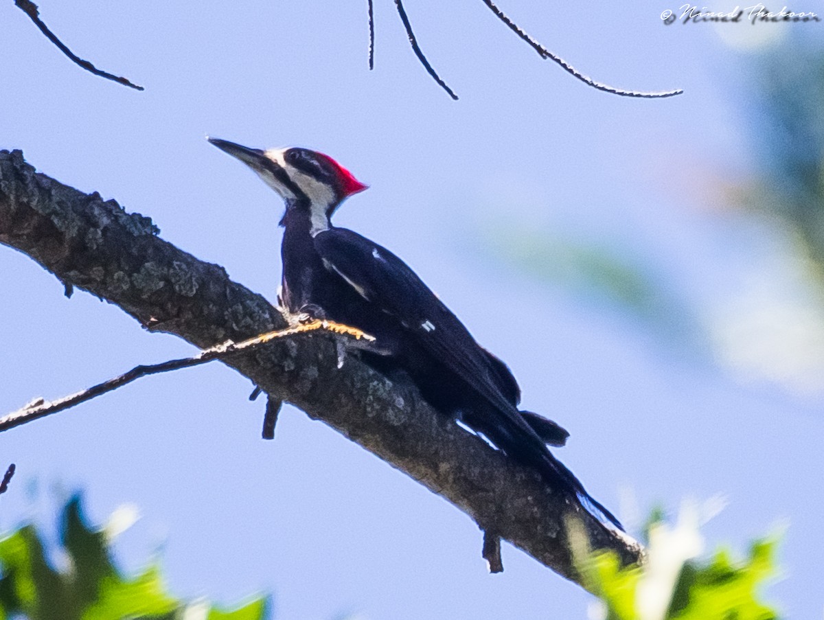 Pileated Woodpecker - Ninad Thakoor
