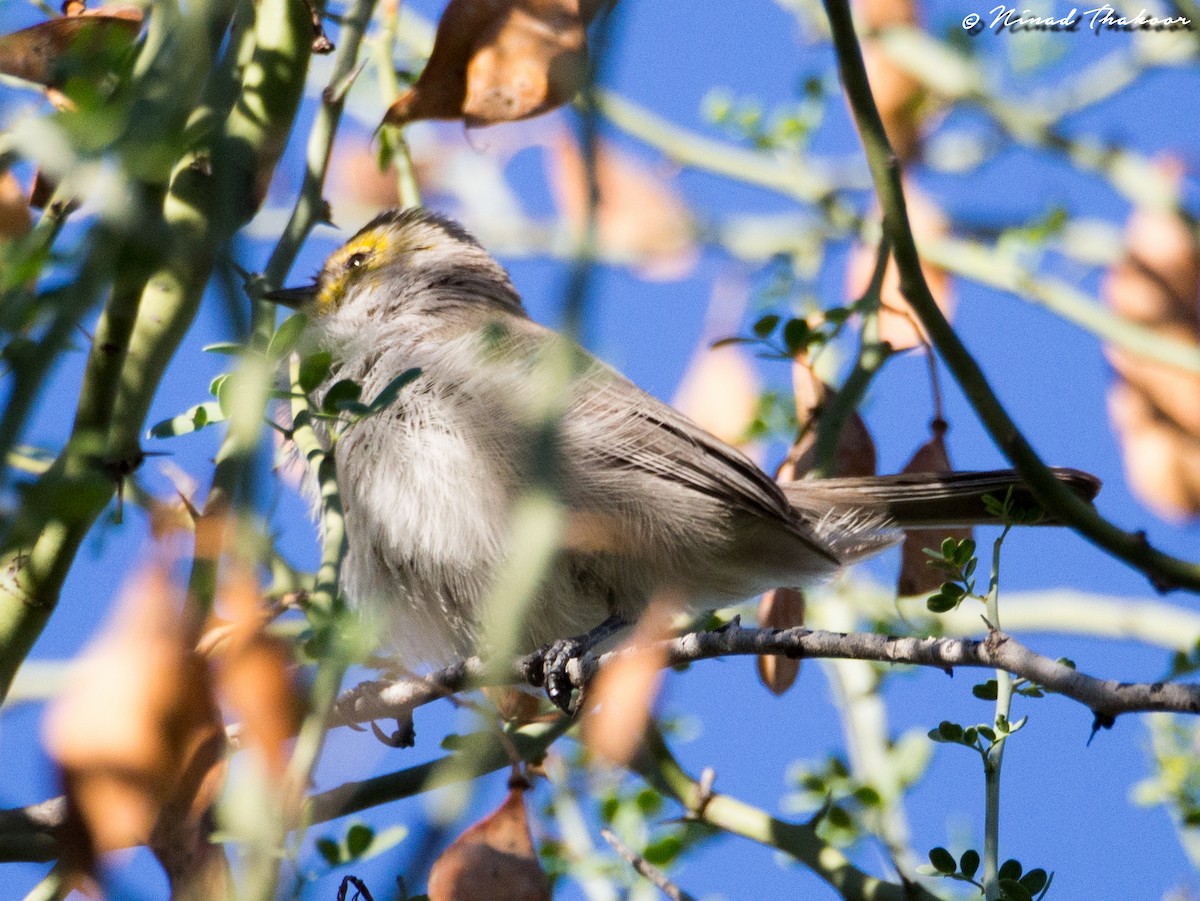 Pájaro Moscón Baloncito - ML129296511