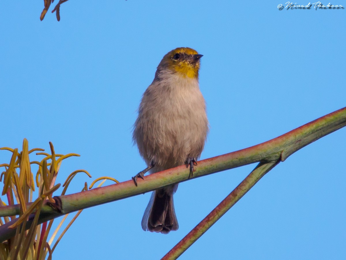 Verdin - Ninad Thakoor