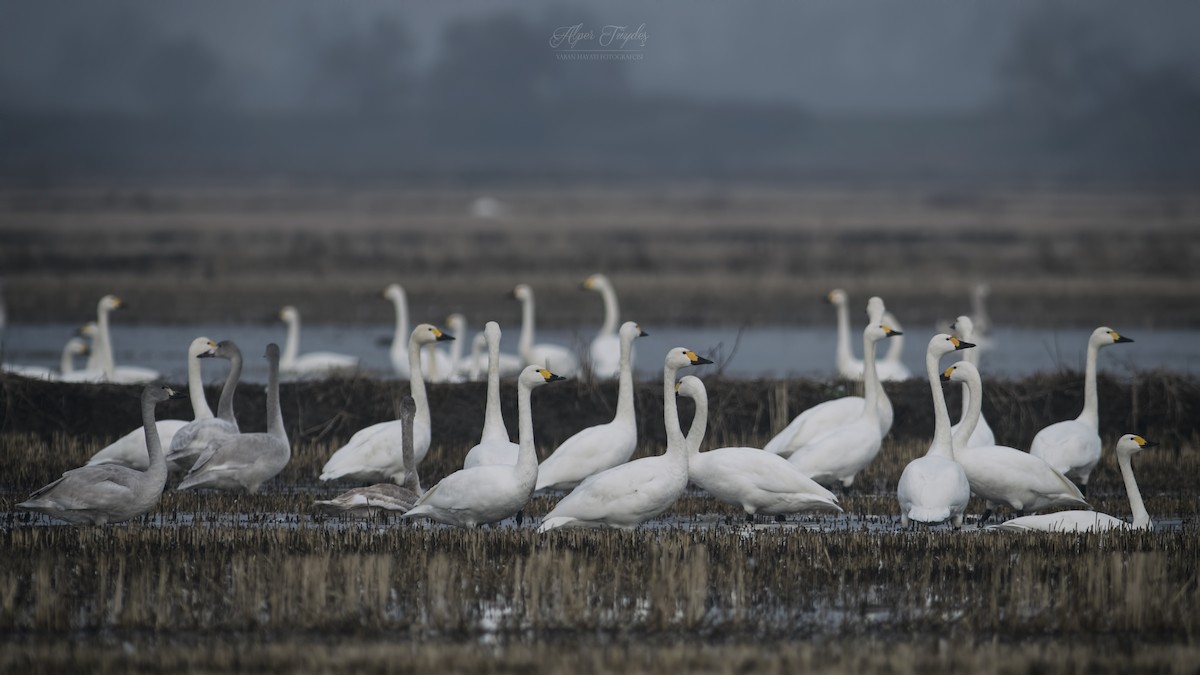 Tundra Swan - Alper Tüydeş