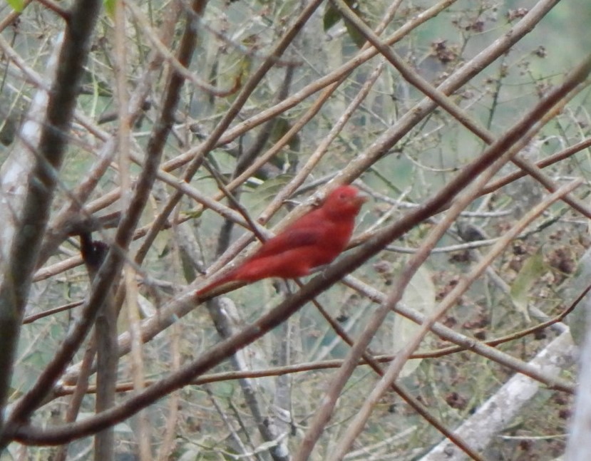 Summer Tanager - ML129297731