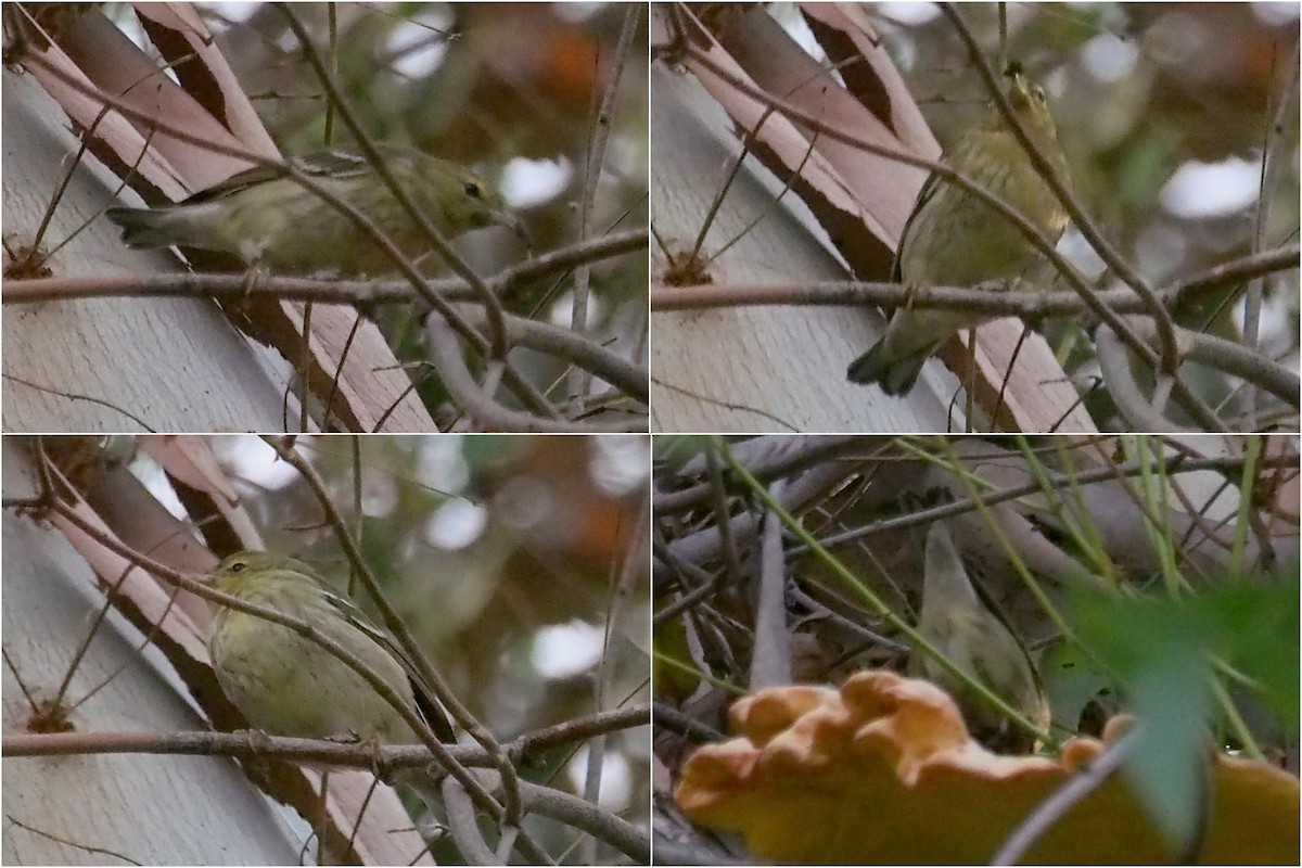 Blackpoll Warbler - ML129297801