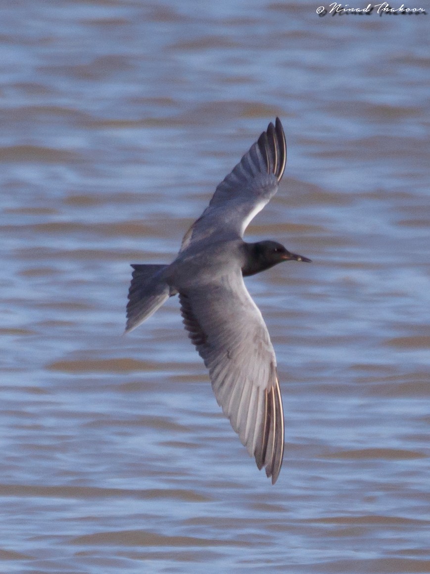 Black Tern - ML129299041