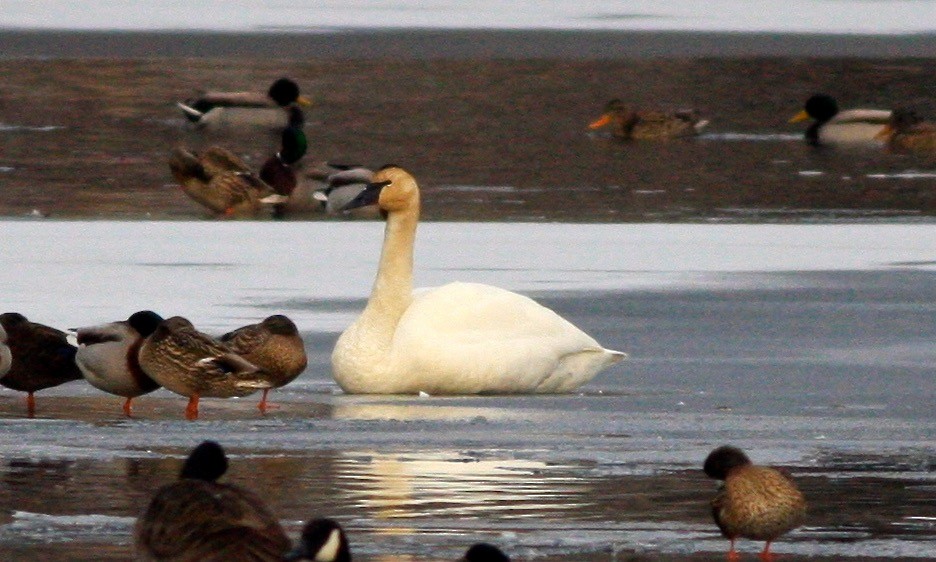 Trumpeter Swan - ML129301711