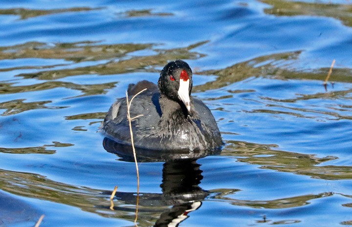 American Coot (Red-shielded) - ML129302891