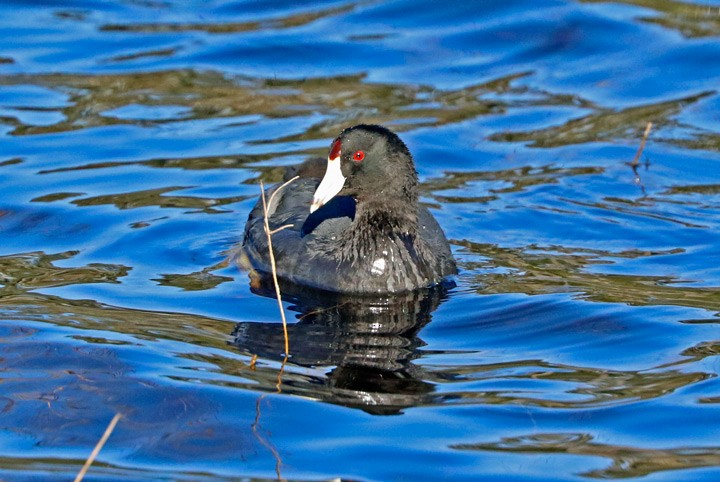 American Coot (Red-shielded) - ML129302901