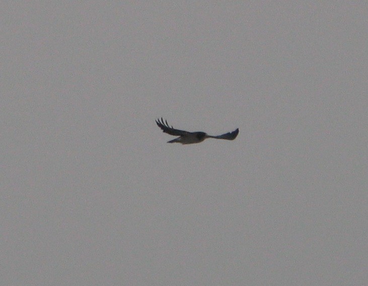 Short-tailed Hawk - ML129304901