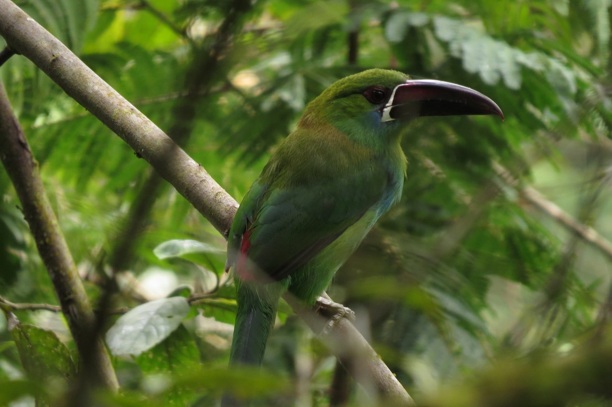 Crimson-rumped Toucanet - ML129305441