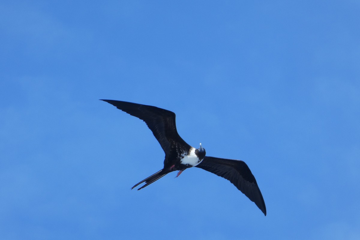 Magnificent Frigatebird - Chris McVittie