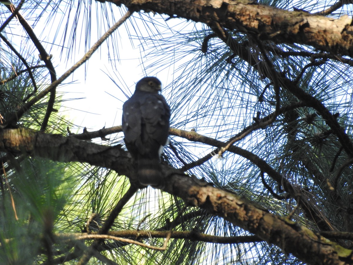 Sharp-shinned Hawk - ML129306951