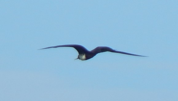 Magnificent Frigatebird - ML129308821