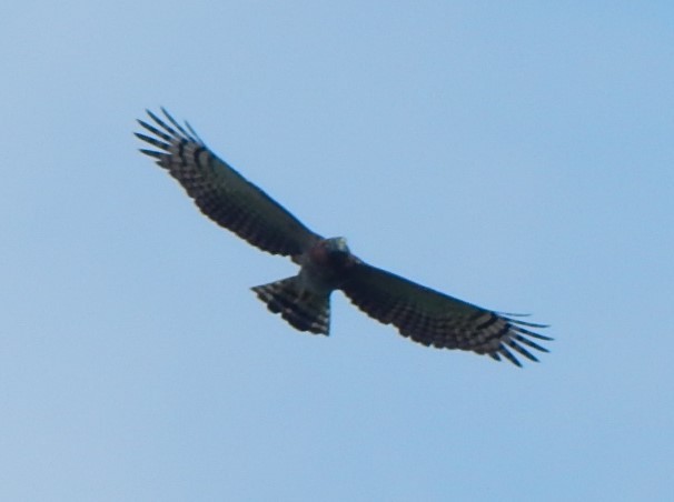 Hook-billed Kite - C. Sledge