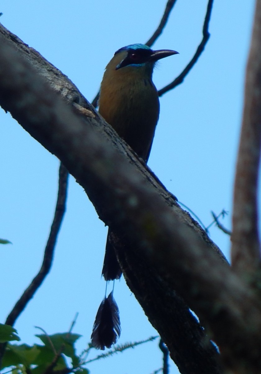 Whooping Motmot - ML129309011