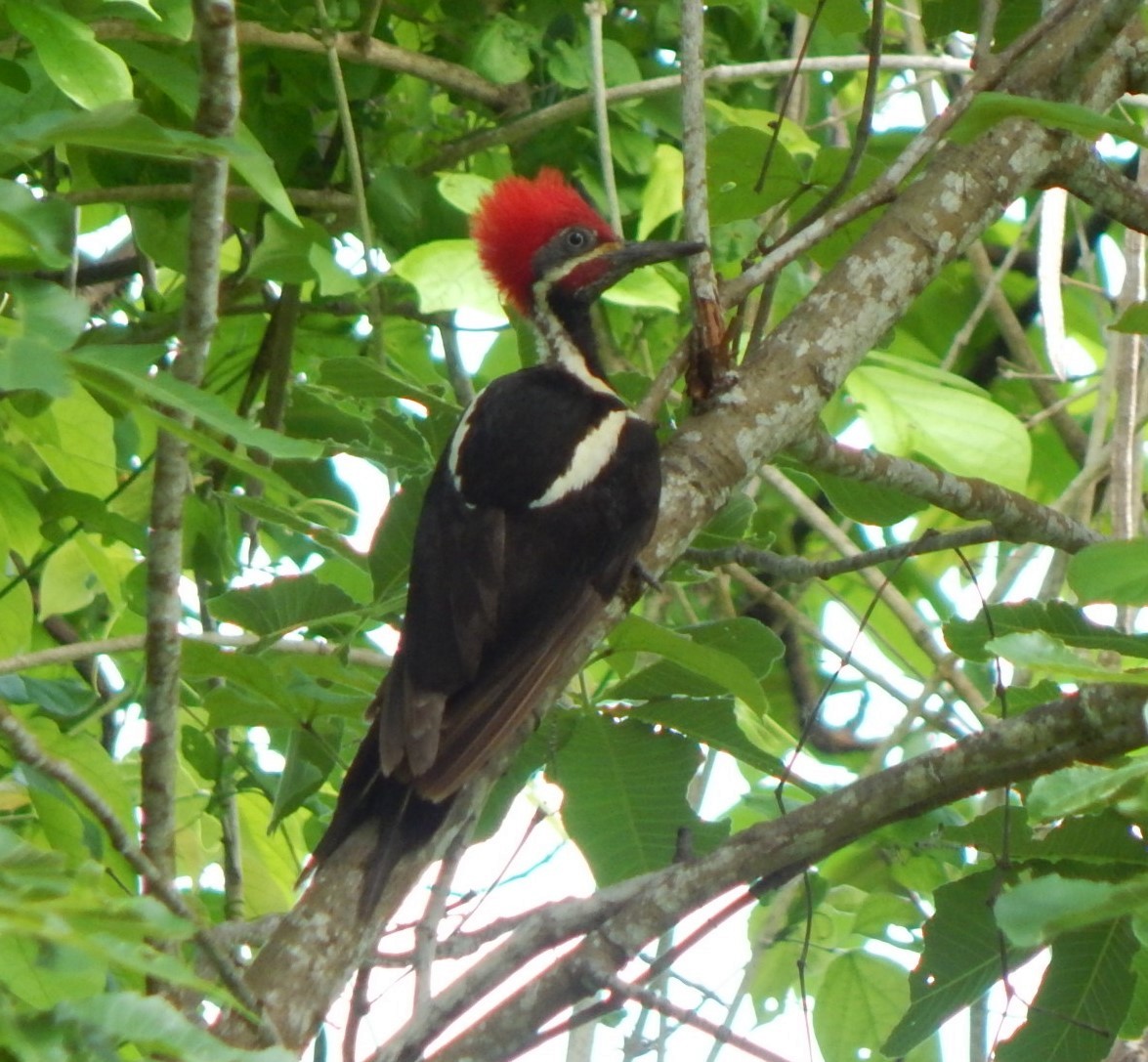 Lineated Woodpecker - ML129309071