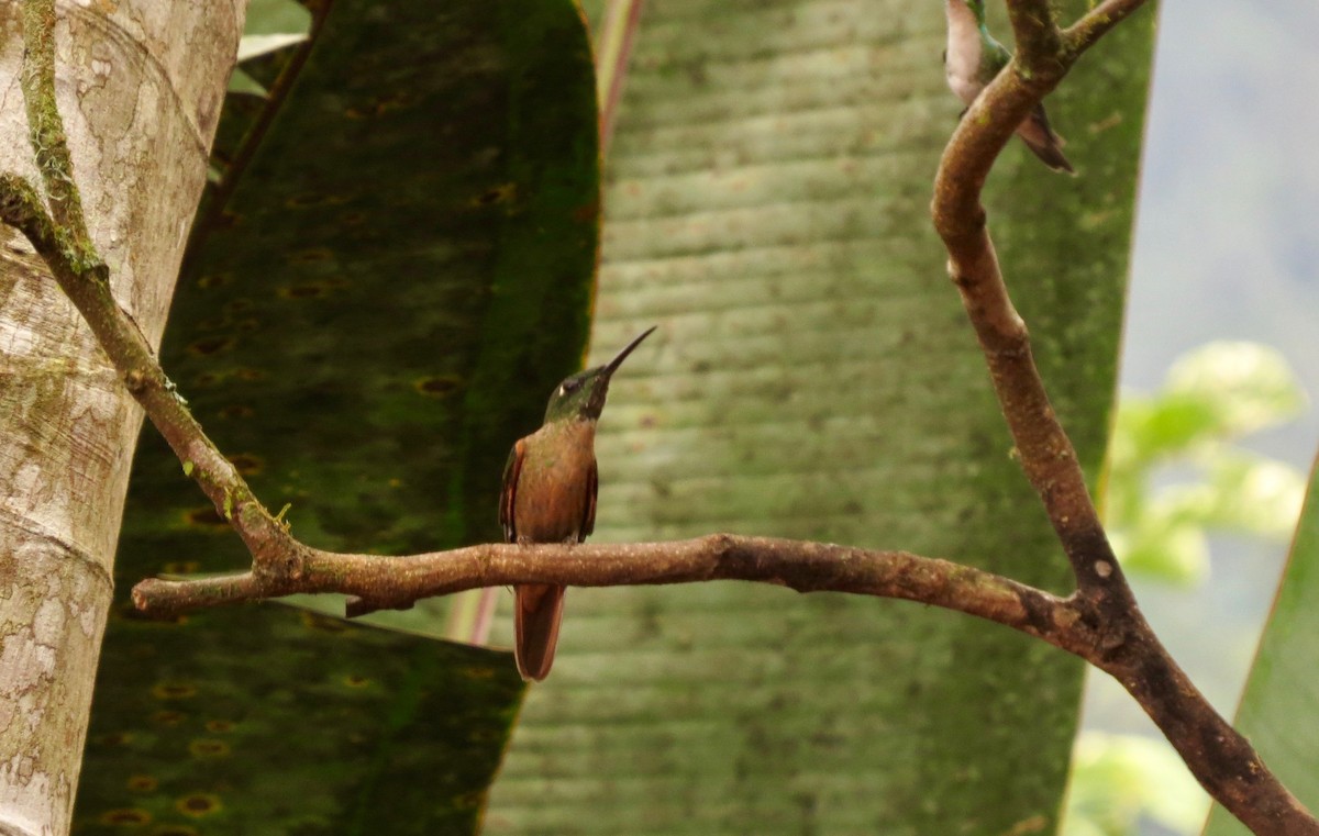 kolibřík hnědobřichý - ML129309331