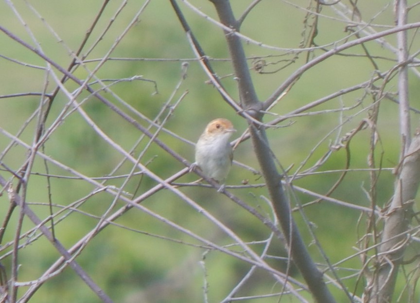 Fulvous-faced Scrub-Tyrant - ML129309421