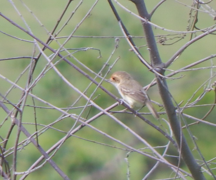 Fulvous-faced Scrub-Tyrant - ML129309431