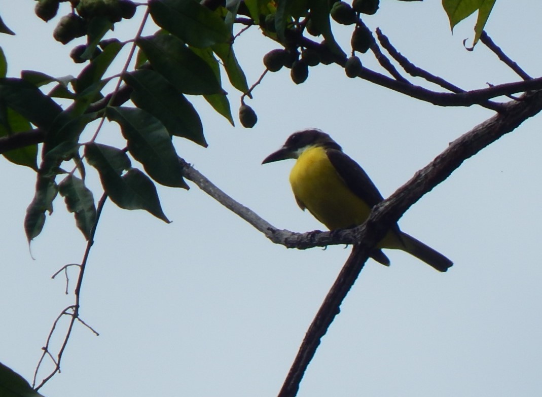 Boat-billed Flycatcher - ML129309571