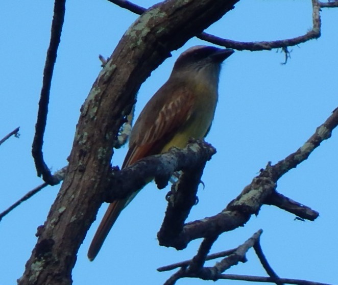 Baird's Flycatcher - ML129309641