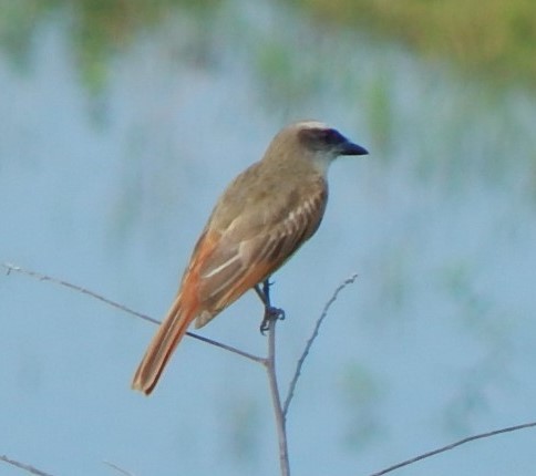 Baird's Flycatcher - ML129309671