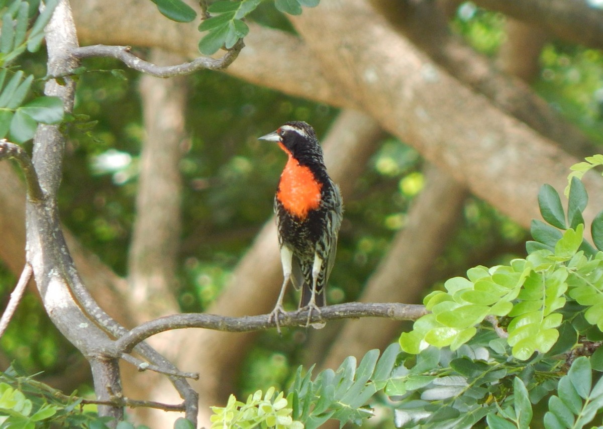 Peruvian Meadowlark - ML129309771