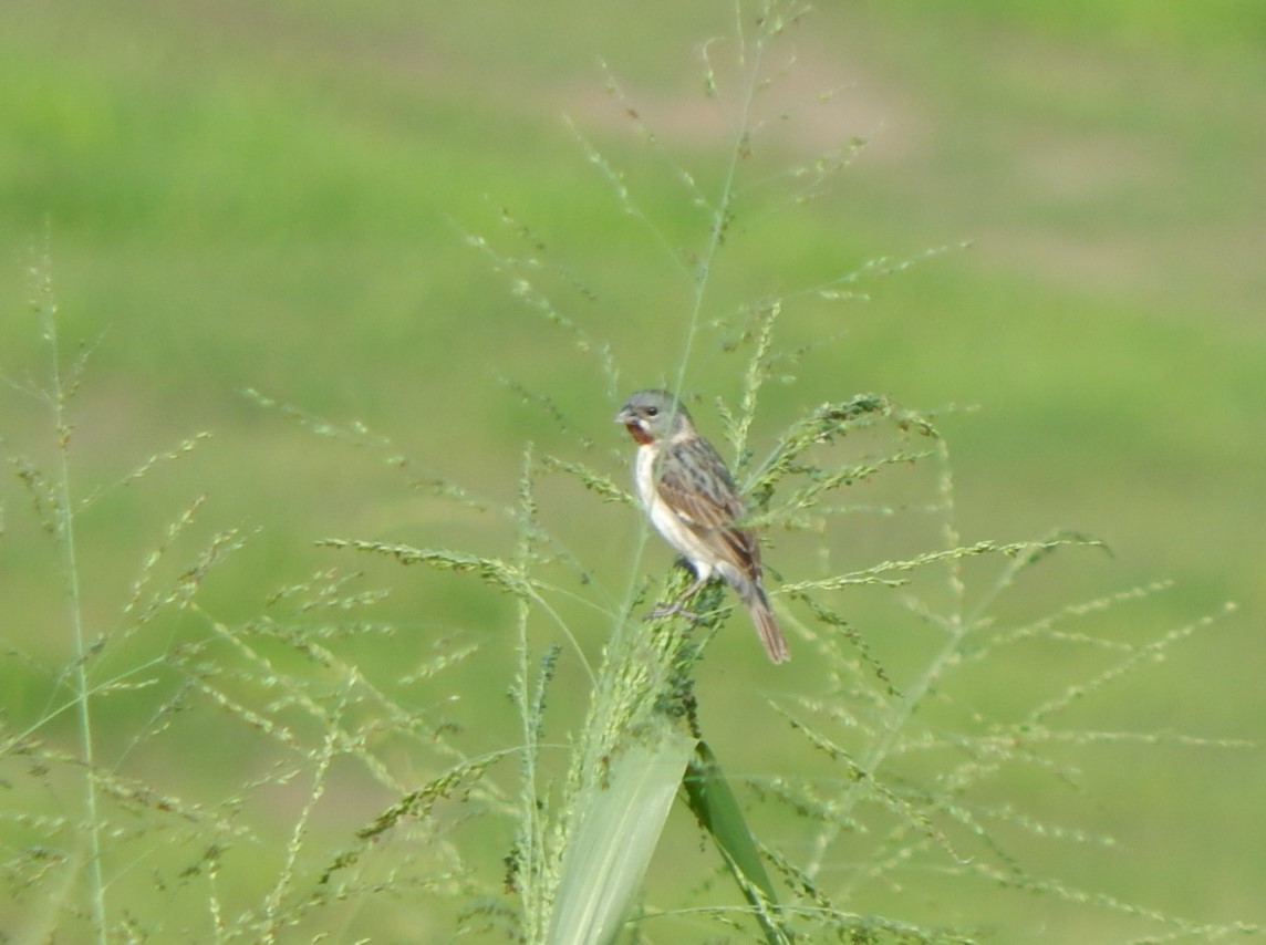 Chestnut-throated Seedeater - C. Sledge