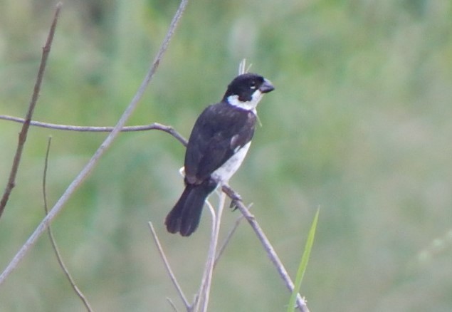 Variable Seedeater - ML129309961