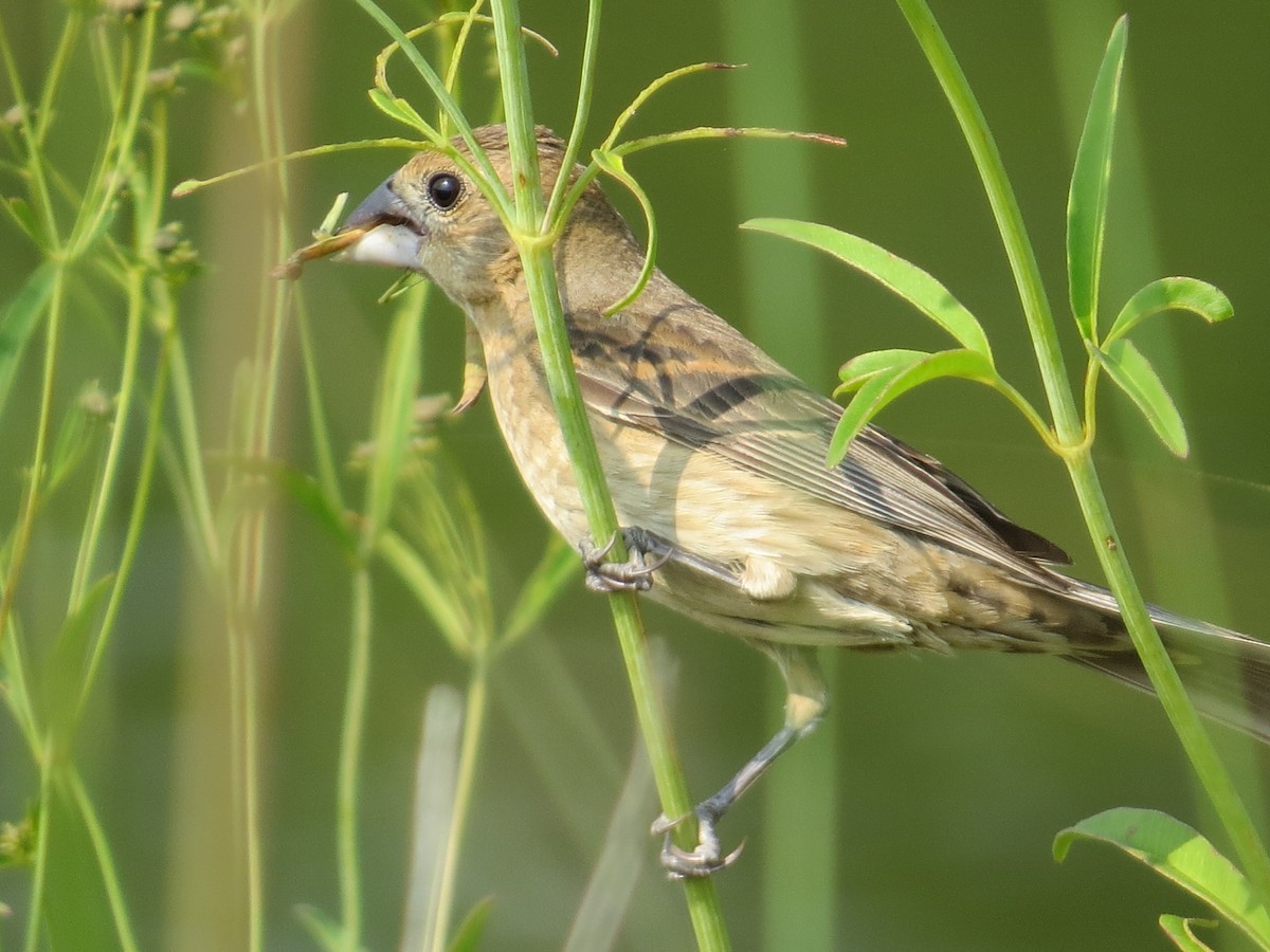 Blue Grosbeak - ML129311731