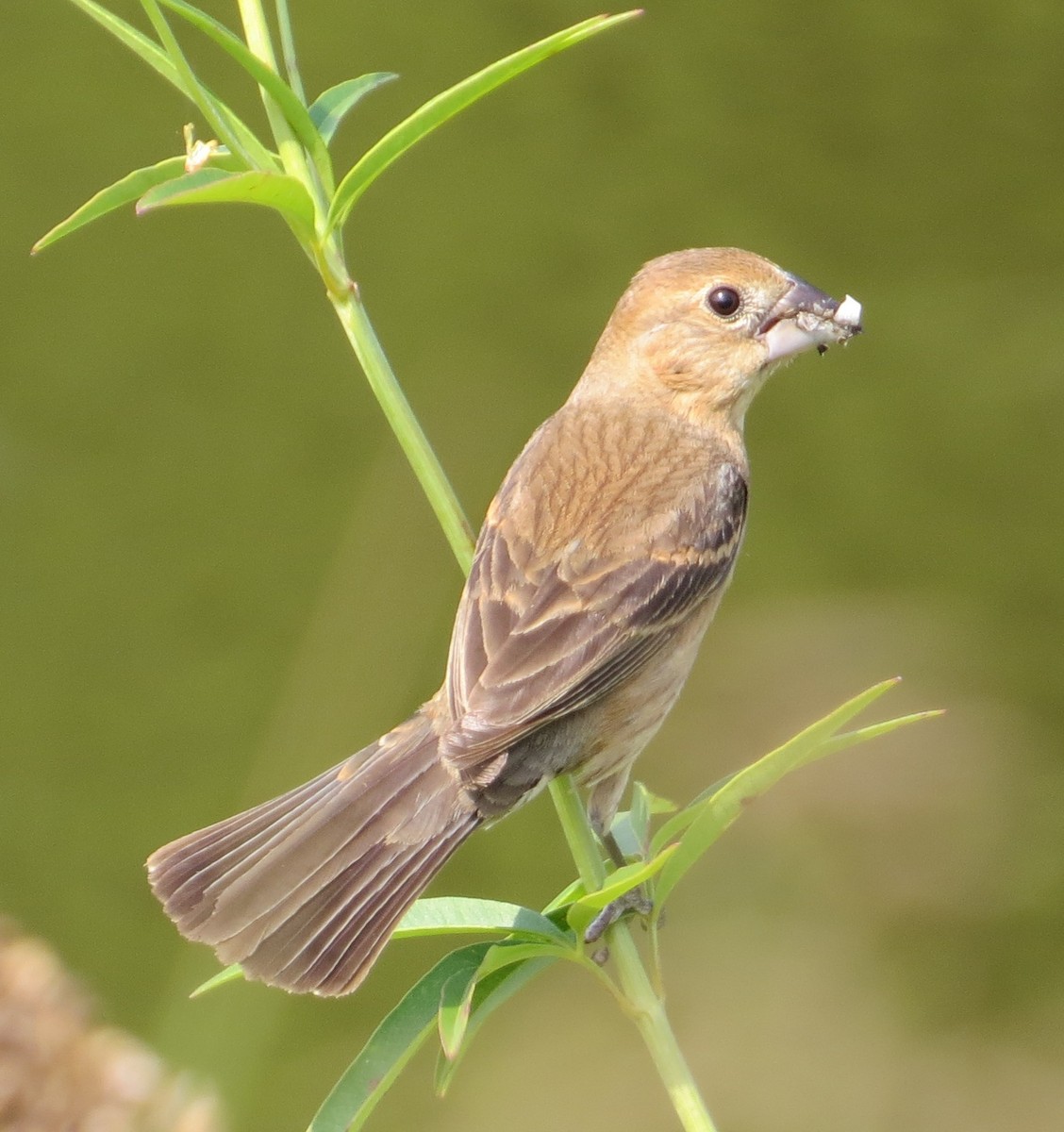 Blue Grosbeak - ML129311741
