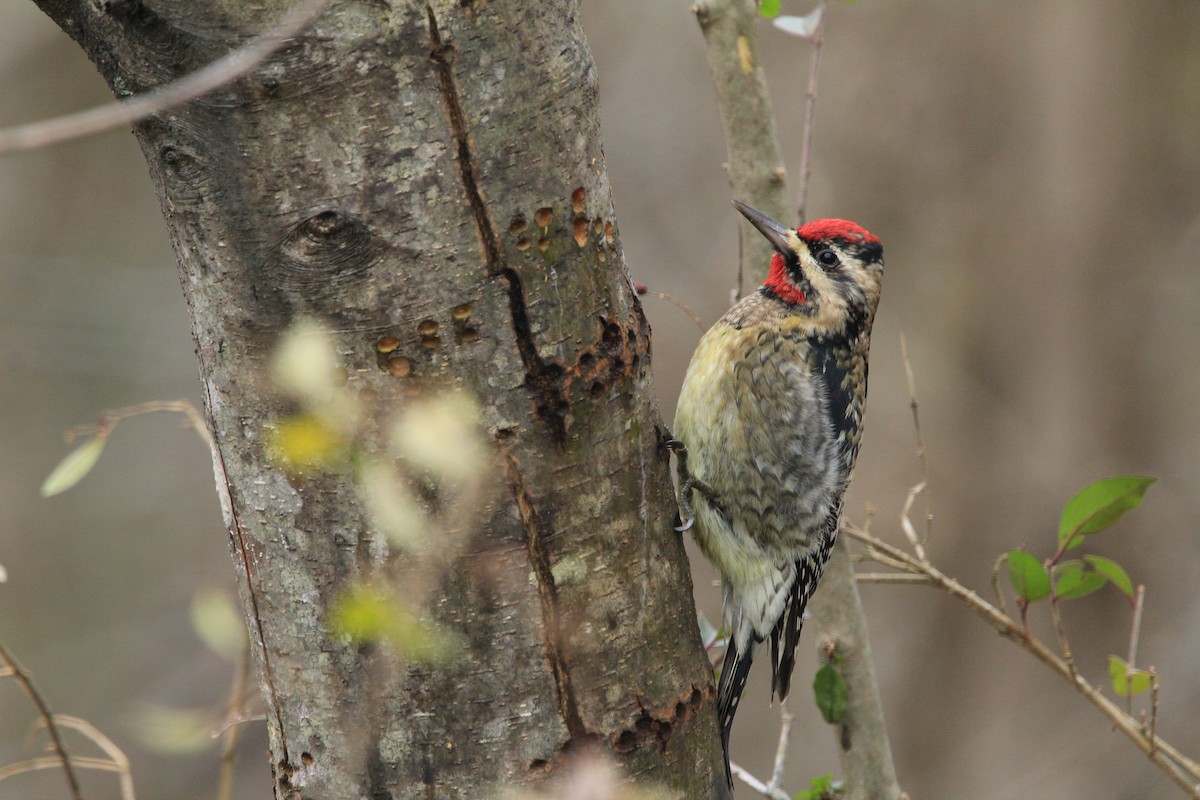 Yellow-bellied Sapsucker - ML129317781