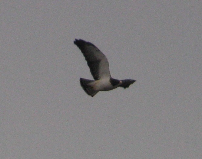 Short-tailed Hawk - ML129318451