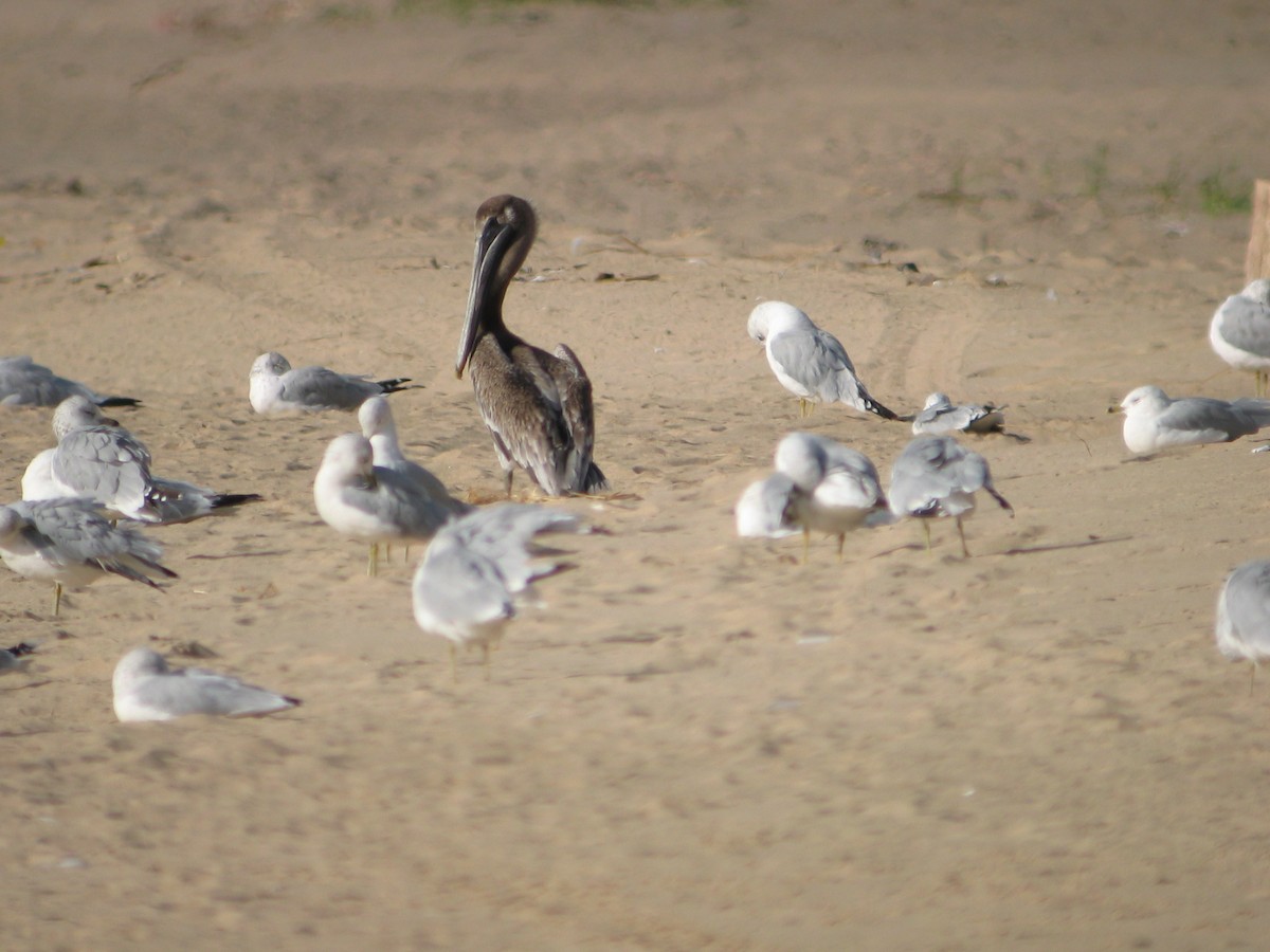 Brown Pelican - ML129319141