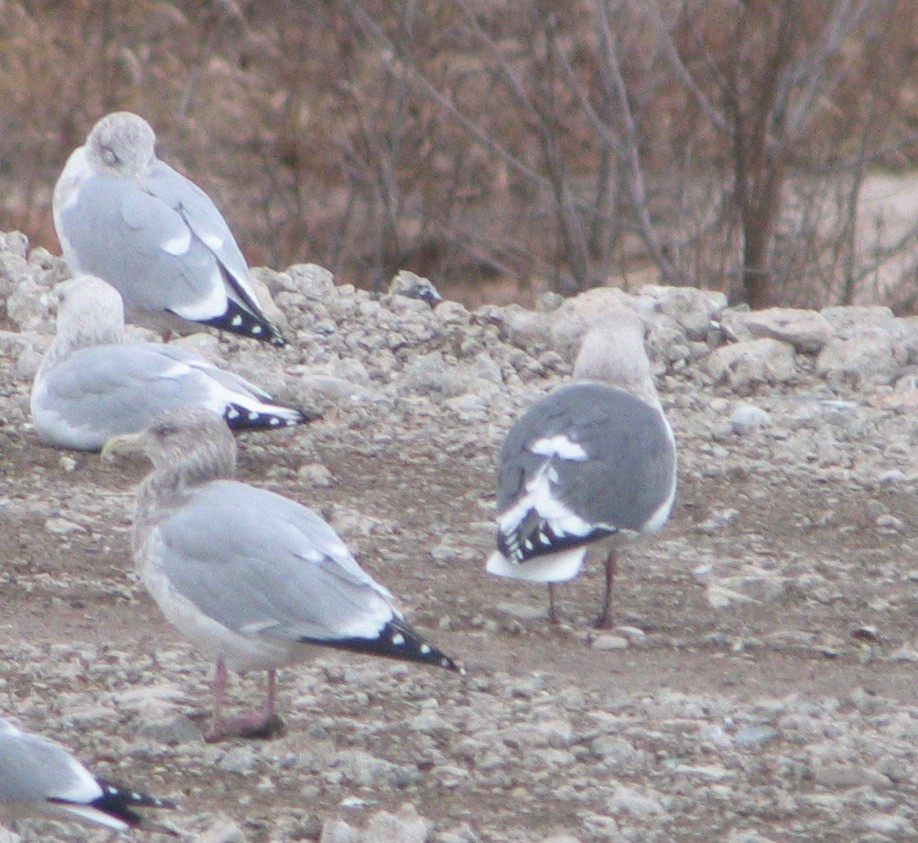 Slaty-backed Gull - ML129319251