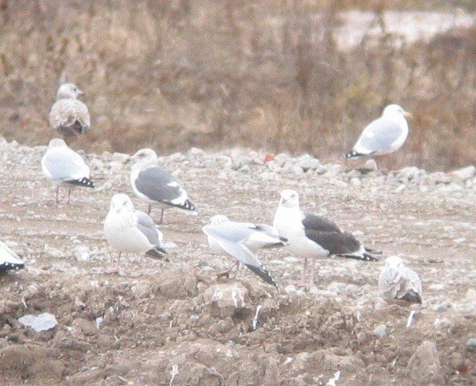 Slaty-backed Gull - ML129319261