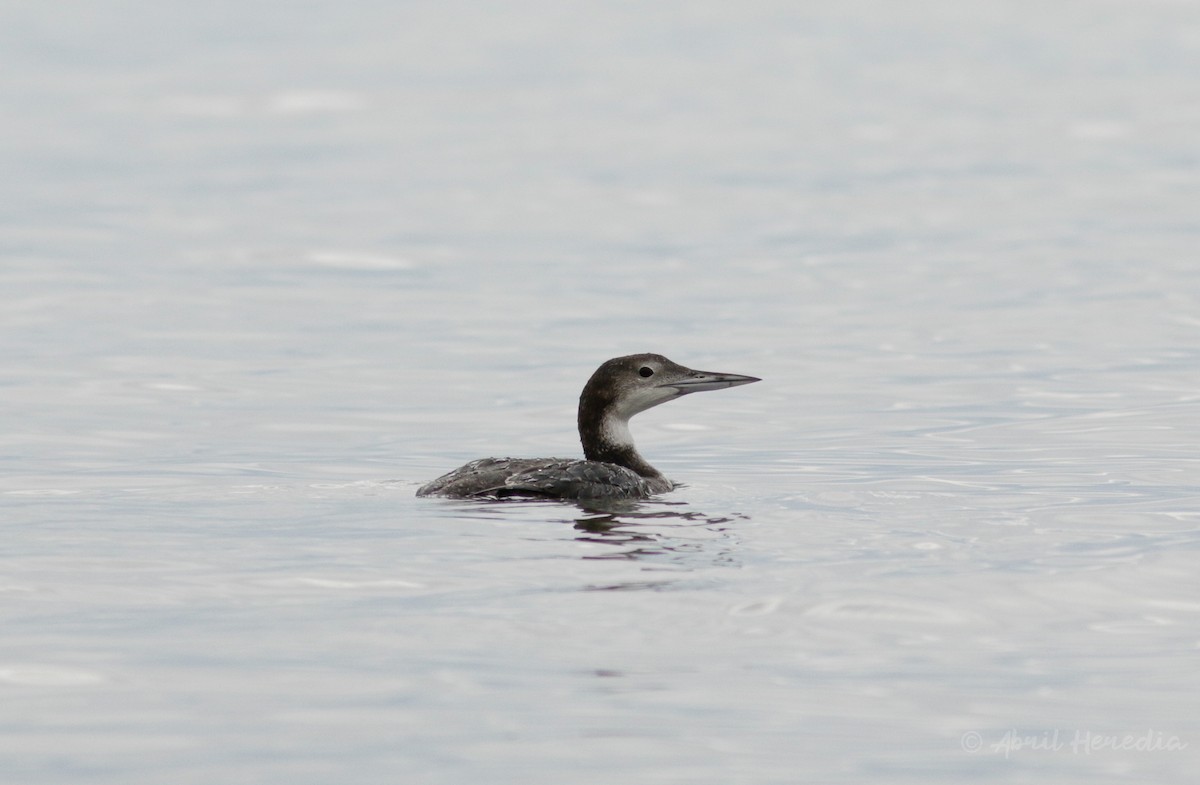 Common Loon - Abril Heredia