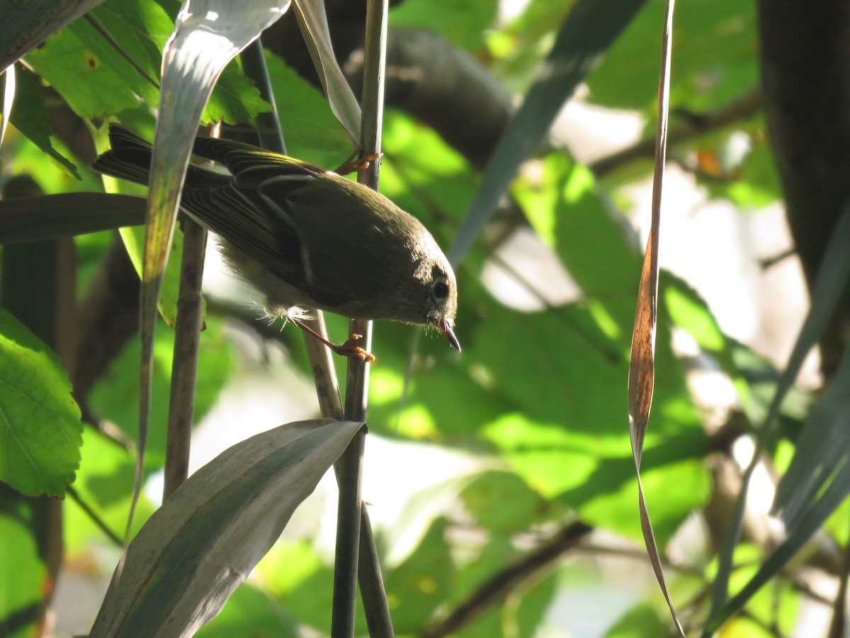 Ruby-crowned Kinglet - ML129325381