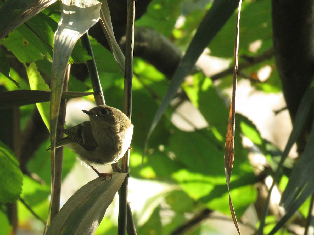 Ruby-crowned Kinglet - ML129325391