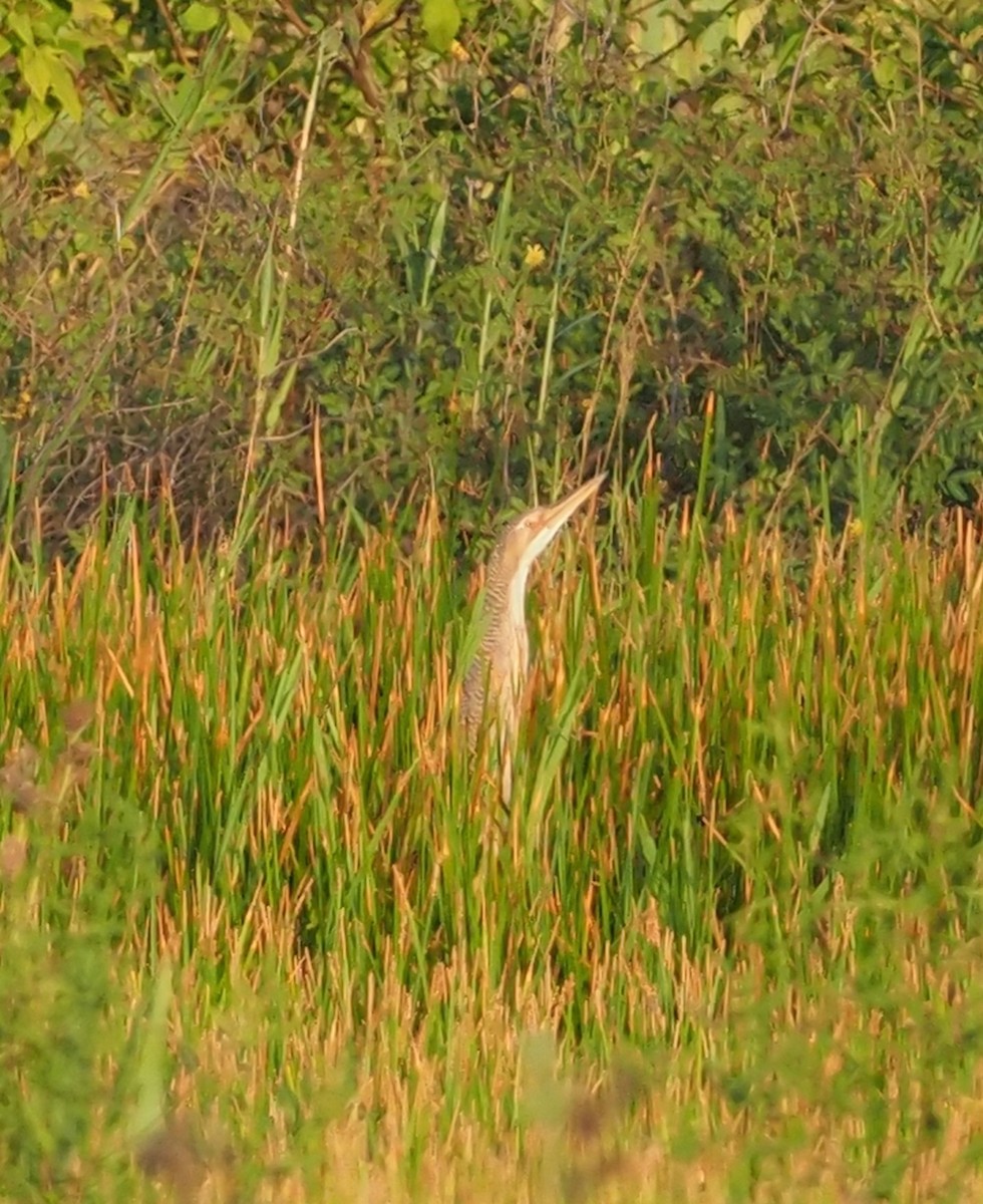 Pinnated Bittern - ML129325481