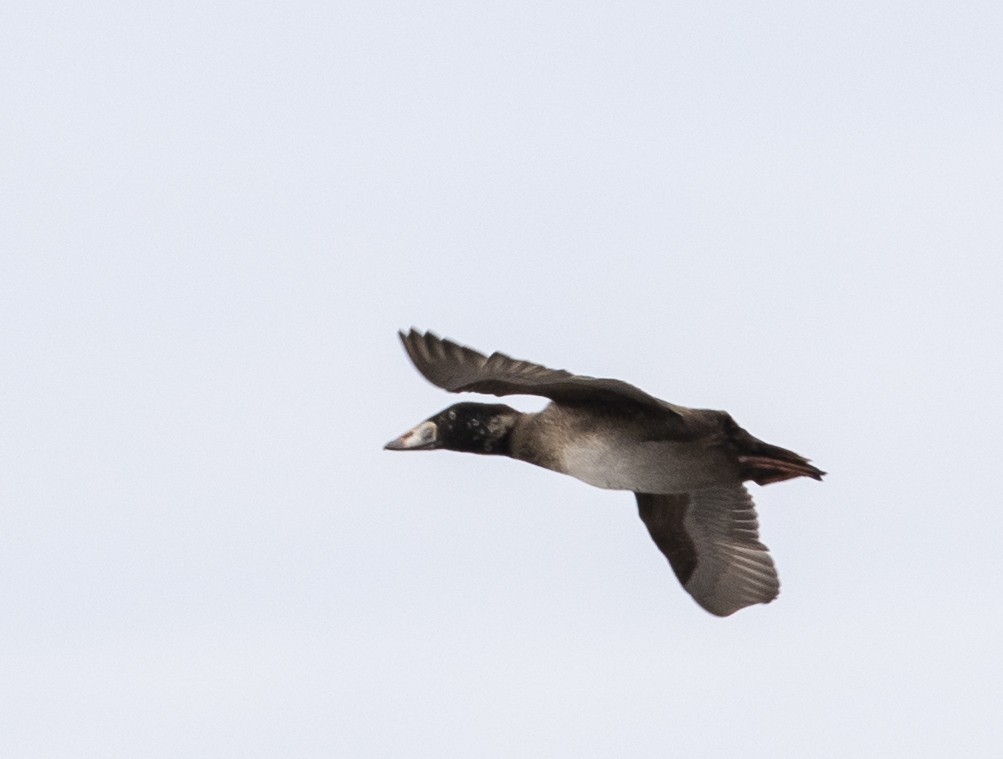 Surf Scoter - barbara taylor