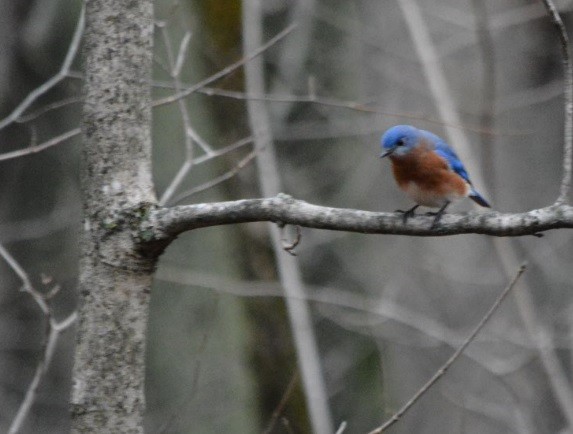 Eastern Bluebird - ML129326281
